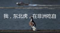 我，东北虎，在非