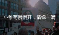 小雏菊慢慢开，情